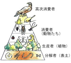 自然の生態系ピラミッド