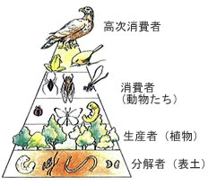 食物 連鎖 ピラミッド